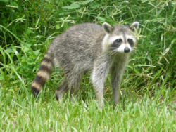 raccoon