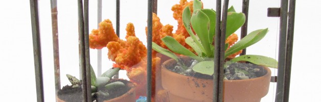 Thrifting Thursday - Tabletop Greenhouse